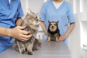 Rueda reivindica el apoyo de la Xunta a los veterinarios en la toma de posesión de la junta del colegio de Pontevedra