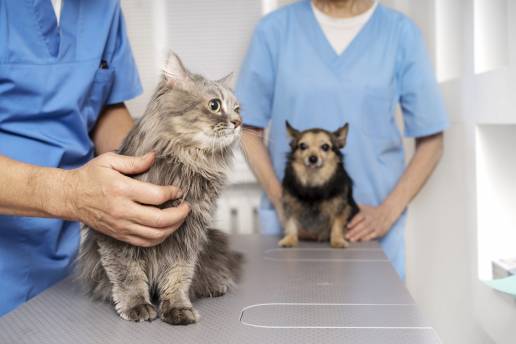 Rueda reivindica el apoyo de la Xunta a los veterinarios en la toma de posesión de la junta del colegio de Pontevedra