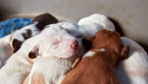 Piden colaboración para localizar a la persona responsable del "abandono criminal" de 11 cachorros en Pontevedra