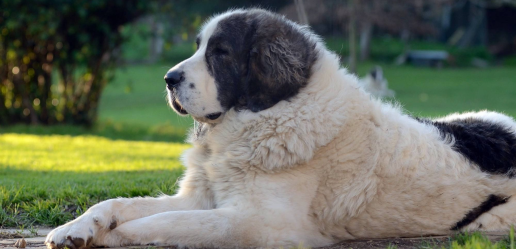 La Real Sociedad Canina lanza una alerta urgente para proteger a los perros ante la histórica ola de calor de junio