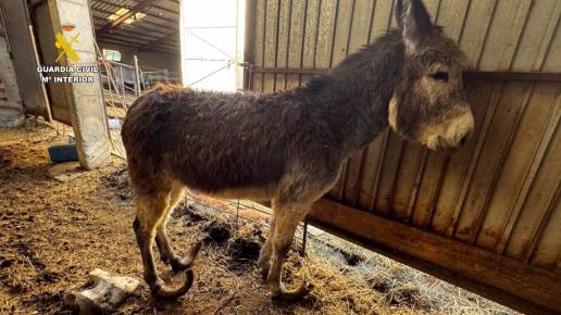 Investigado un ganadero por maltrato continuado a diez burros y otros animales en Burgos