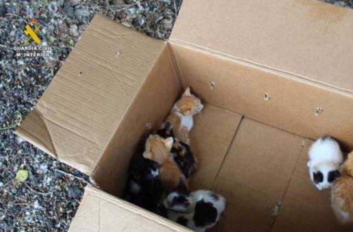 La Guardia Civil investiga el abandono de nueve cachorros de gato en una caja en Renedo (Valladolid)