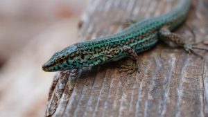 El Govern y el Zoo de Barcelona impulsan un plan piloto para garantizar la conservación de la lagartija de las Pitiusas