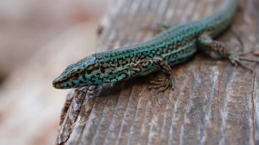 El Govern y el Zoo de Barcelona impulsan un plan piloto para garantizar la conservación de la lagartija de las Pitiusas