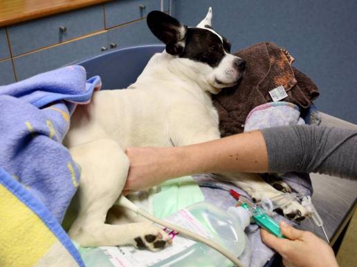 La Consejería de Agricultura y Ganadería enviará 40.000 SMS para completar la campaña de vacunación antirrábica