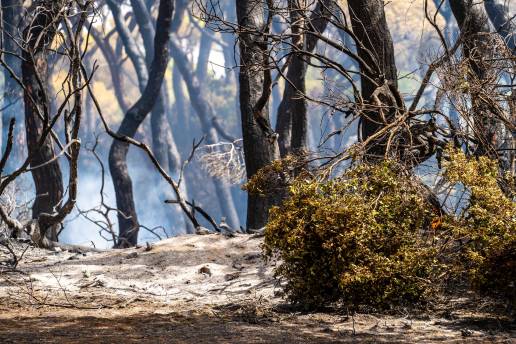 Instalan cajas en Las Canteras para favorecer anidamiento de aves tras perderse árboles en el incendio de 2023