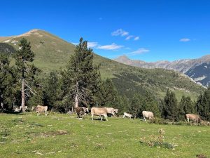 Catalunya detecta tres focos de tuberculosis en tres explotaciones ganaderas