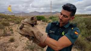 La Guardia Civil rescata a un zorro atrapado en las obras del AVE en Níjar