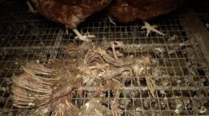Piden investigar al veterinario responsable de la granja avícola denunciada en Llucmajor (Mallorca)