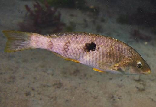 Peces que cambian de sexo se apresuran a afirmar su dominio