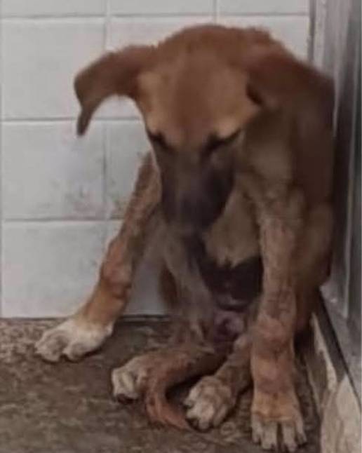 Salud Pública en Melilla detecta un nuevo caso de rabia en un perro procedente de Marruecos, el cuarto de 2025