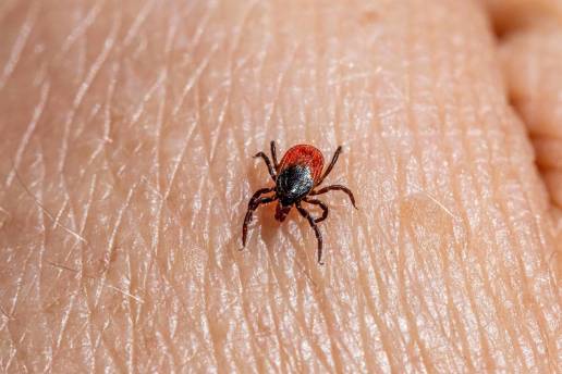 Peligros de las picaduras de garrapata, que proliferan con el calor: Lyme, Crimea-Congo o borreliosis
