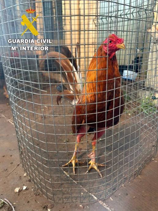 Investigan a cuatro vecinos de Coristanco por organizar peleas de gallos ilegales