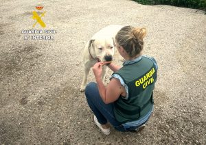 Investigado por una "brutal agresión" a su perro que se difundió en un vídeo por redes