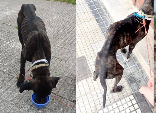 Piden 18 meses a un vecino de Liendo por maltratar y abandonar a su perro