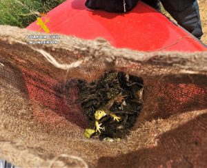  Investigan a una persona en León al descubrirla con más de 200 ranas pescadas para su venta