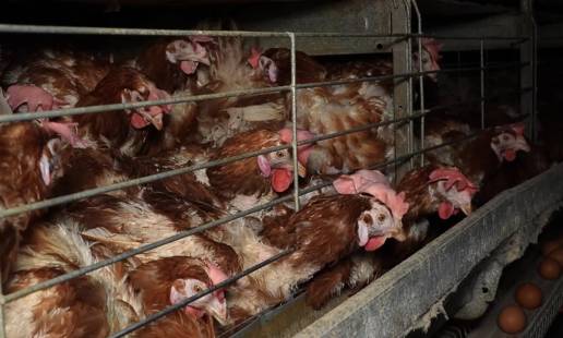 Nuevas imágenes muestran gallinas enfermas, enjauladas y desplumadas en la granja denunciada de Llucmajor
