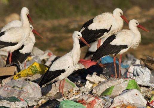 Dos de cada tres cigüeñas blancas es víctima de la contaminación por macroplásticos, según SEO/BirdLife