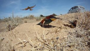 Un estudio señala que los abejarucos de Doñana prefieren criar junto a las carreteras por la "presión ganadera"
