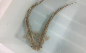 Descubren un método para estudiar el estado reproductivo de tiburones con biopsias de su piel
