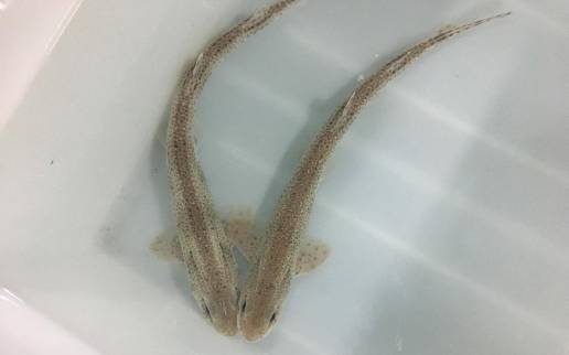 Descubren un método para estudiar el estado reproductivo de tiburones con biopsias de su piel