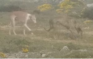  Pillan a un vecino de Tudela (Navarra) cazando en Soria de forma ilegal y en su huida abandona a sus perros