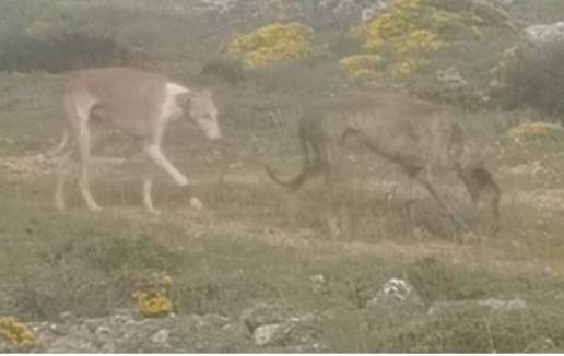  Pillan a un vecino de Tudela (Navarra) cazando en Soria de forma ilegal y en su huida abandona a sus perros
