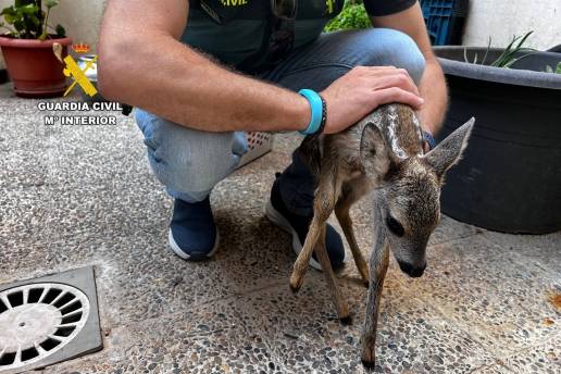  El SEPRONA de la Guardia Civil localiza una cría de corzo en un domicilio de Zaragoza