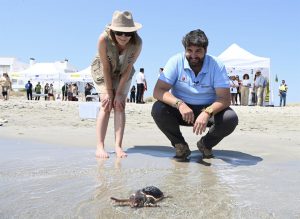 Gobierno regional libera 30 tortugas bobas en La Manga