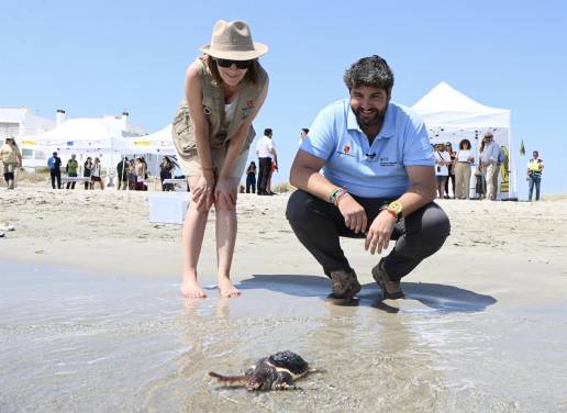 Gobierno regional libera 30 tortugas bobas en La Manga