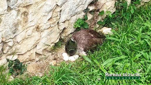 Desaparece el nido de una pava real junto al parque de Cristina Enea en San Sebastián