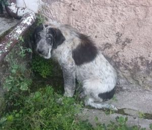 La jueza absuelve al ganadero de La Cavada acusado de desatender a dos mastines y declara prescrito el delito