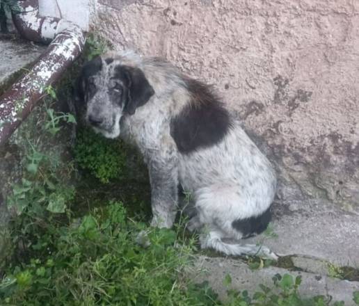 La jueza absuelve al ganadero de La Cavada acusado de desatender a dos mastines y declara prescrito el delito