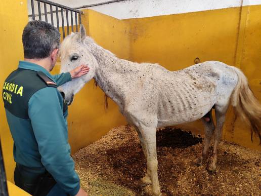  Investigado en Valencia el propietario de siete caballos en estado de abandono, deshidratados y desnutridos