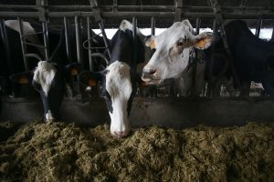 Agricultura destaca las importantes reducciones de amoniaco en la ganadería tras la puesta en marcha de Ecogan