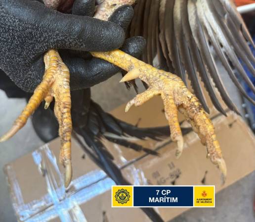 Agentes intervienen un criadero de gallos de pelea con aminales mutilados en Valencia
