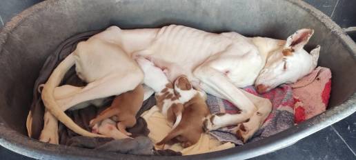 El Seprona abre diligencias de investigación por el supuesto maltrato de 40 perros en l'Alcora