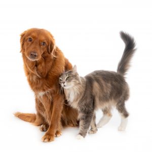 Veterinarios de Zaragoza dice que "si no hay control" la normativa europea de mascotas será "de cara a la galería"