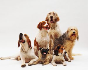 La Federación Vasca de Protección Aninal recurre la ordenanza municipal de protección de animales de Bilbao