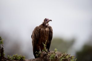Nace un quebrantahuesos en el Moncayo de Soria, el primero tras más de un siglo