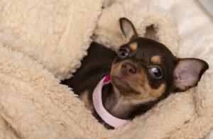 Nuevas pistas sobre el increíble viaje de los perros en las Américas