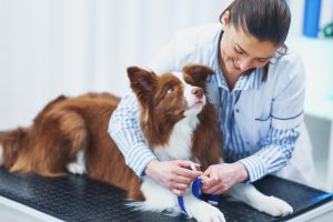 Comunidad aprobará una deducción del 30% en gastos veterinarios de hasta 100 euros en la próxima declaración de la renta