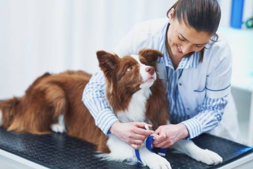 Comunidad aprobará una deducción del 30% en gastos veterinarios de hasta 100 euros en la próxima declaración de la renta