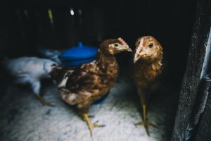 Condenan el sacrificio de las gallinas de la granja denunciada de Llucmajor y piden su traslado a santuarios