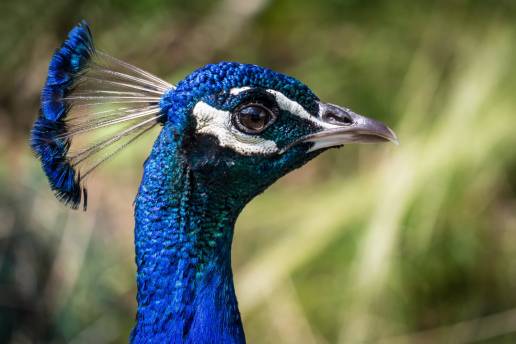  A disposición judicial en Burgos el dueño de un perro por matar a un pavo real propiedad de un vecino