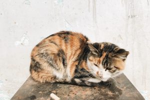 Investigan a un hombre por abandono de siete animales en Icod (Tenerife)
