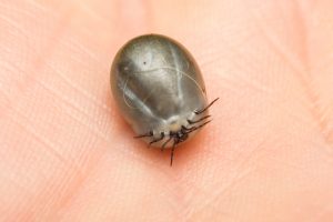 Los dueños de mascotas tienen más riesgo de sufrir la enfermedad de Lyme, advierte la Fundación SOS Lyme