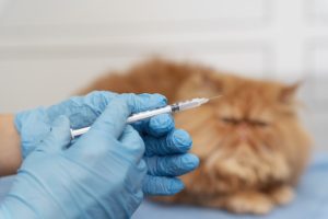 El PP de Cantabria apoya las reivindicaciones de los veterinarios ante la nueva normativa de medicamentos
