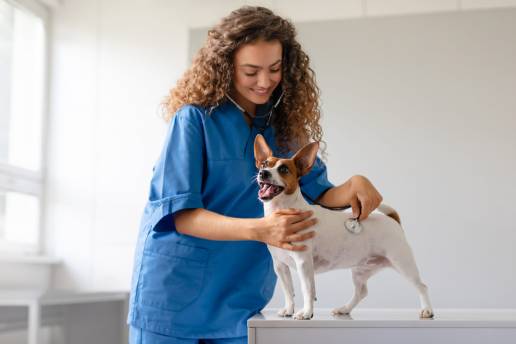 FESVET manifiesta su apoyo a la ampliación del grado de veterinaria a 6 años