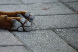 Denunciado en Santander el dueño de un perro con las orejas cortadas que se lanzó sobre otro